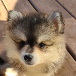 Pomsky Puppies from VooDoux Farms