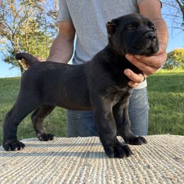 Girl 2 - Black brindle female Cane Corso puppy in Jones, Michigan from Woodlands Cane Corso