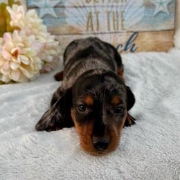 Tavon - Dapple male Dachshund puppy in Colbert, Oklahoma from Brooke Crenshaw
