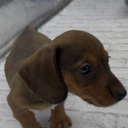 Shaded Red Wirehair Male - Red male Dachshund puppy in Killeen, Texas from Southern Dachshunds