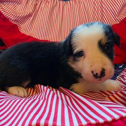 Aegon - Tri-color male Border Collie puppy in Watsontown, Pennsylvania from Kate Gresham