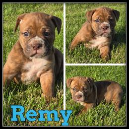 Remy - Olde English Bulldogge puppy in Wheeler, Michigan from Haase Family Kennels