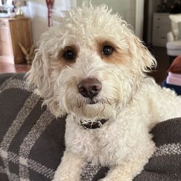 Australian Shepherds and Goldendoodles from Full House Farm