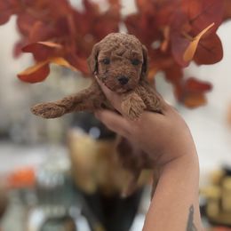 Red - Red  male Poodle puppy in Miami, Florida from Poodles 4 Life