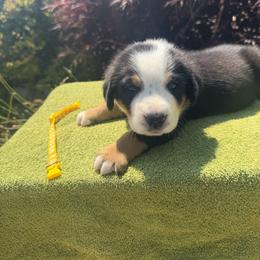 Yellow Girl - Black, white and red female Greater Swiss Mountain Dog puppy in Oregon City, Oregon from Runamuck's Greater Swiss Mountain Dogs
