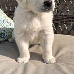 Golden Retriever Puppies from Golden’s of Remington Fields