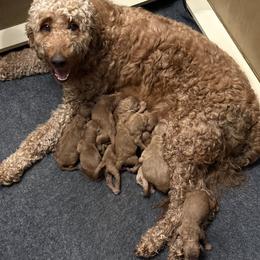 Goldendoodle puppies from Da Ruba Doodles