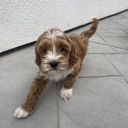 Australian Labradoodle and Goldendoodle Puppies from The Moon Doodles