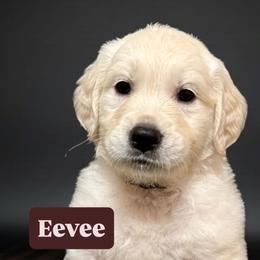 Eevee - Brown - Light golden female Golden Retriever puppy in Salt Lake City, Utah from Soaring golden retrievers