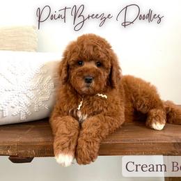 Cream Boy - Apricot male Goldendoodle puppy in Rochester, New York from Point Breeze Doodles, LLC