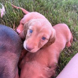 Dachshund Puppies from Sausage Squad