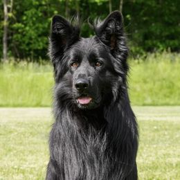 Jago - German Shepherd
