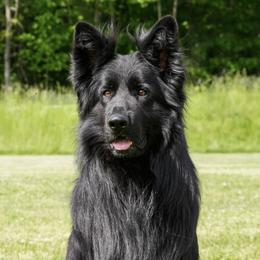 Jago - German Shepherd