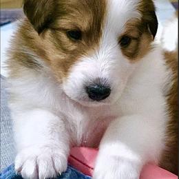 Sami - female Scottish Collie puppy in Newcastle, Wyoming from Wykota 7K Scottish Collies