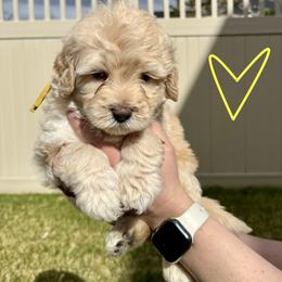 Bernedoodle, Cavalier King Charles Spaniel, and Poodle Puppies from Ellas.Pups (Bernedoodles & Cavapoos)