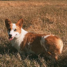 Terra - American Corgi