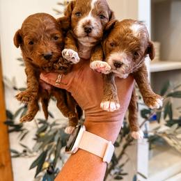 Girl - Red female Cavapoo puppy in Pleasant Grove, Utah from Destination Doodles