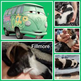 Fillmore - Black white and tan male Basset Hound puppy in Mill Springs, North Carolina from Mountain View Basset Hounds