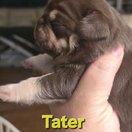 Tater - Fawn male Pug puppy in Boiling Springs, South Carolina from Monsterpugs