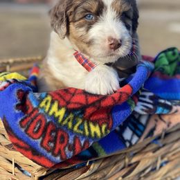 Aussiedoodle Puppies from Gore Doodle Ranch