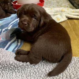 Labrador Retriever Puppies from Sampson Labrador Retrievers