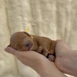 Yellow - Red male Cavapoo puppy in Arlington, Texas from Van Haselen Poodles and Doodles