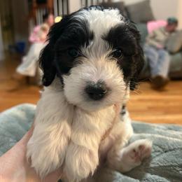 Gray - Parti male Goldendoodle puppy in Millville, New Jersey from Michelle's Doodles