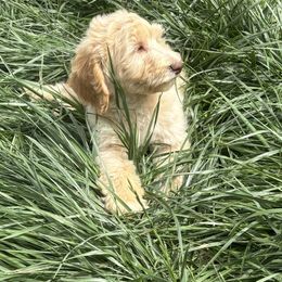 Cotton - Cream male Labradoodle puppy in Somerset, California from Annie’s Animals