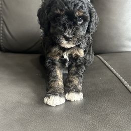 Boy 2 - Poodle puppy from Cache Valley Poodles