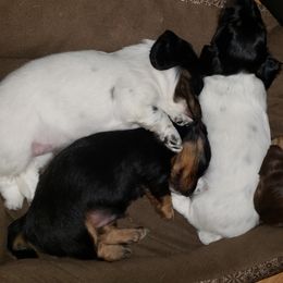 Dachshund Puppies from LDC Farms