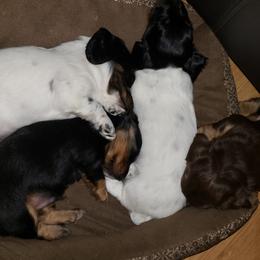 Dachshund Puppies from LDC Farms