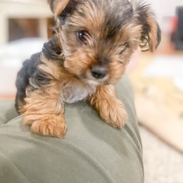 Yorkshire Terrier Puppies from Elaine’s Pup Co.