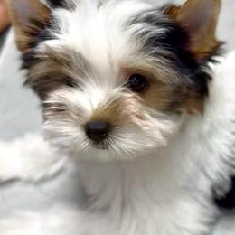 Girl 1 - Black tan and white female Biewer Terrier puppy in Kerhonkson, New York from Arc-en-Ciel Biewers & Maltese
