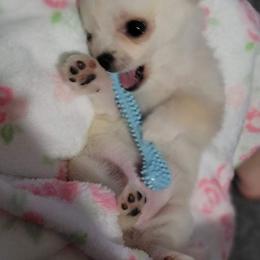 Chihuahua Puppies from Strawberry River Kennel