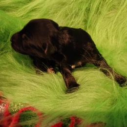 Obsidian (Sid) - Black and tan male German Shepherd puppy in Los Lunas, New Mexico from Mali's German Shepherds