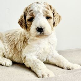 Goldendoodle Puppies from Rose Lane Doodles