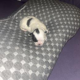 Shih Tzu Puppies from Added family