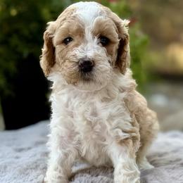 Red Collar - Apricot female Australian Labradoodle puppy in Coeur D'alene, Idaho from Lake City Labradoodles