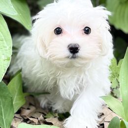 Maltese Puppies from Old Hickory Maltese