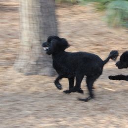 Poodle Puppies from Simply Standard Poodles