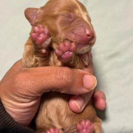 Ee red boy 2 - Red male Dachshund puppy in Honolulu, Hawaii from A&A Mini Dachshunds