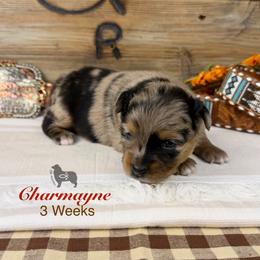 Charmayne James - Blue merle female Miniature Australian Shepherd puppy in El Dorado Springs, Missouri from OR Aussies