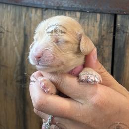 Miss. Lt. Pink-2800 - Cream female Dachshund puppy in Ocala/Gainesville, Florida from From the Heart Doxies
