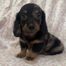 Girl one - Dapple female Dachshund puppy in Galax, Virginia from Dells  Dachshund’s