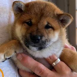 Shiba Inu Puppies from Avalon/Amaterasu-Omikami Sou