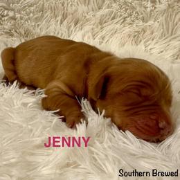 Jenny - Dark golden female Golden Retriever puppy in Jonesboro, Arkansas from N. E. Arkansas Goldens and Doodles