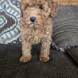 Milo - Apricot male Poodle puppy in Apex, North Carolina from Happy puppies