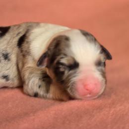 Athena - Blue merle female Australian Shepherd puppy in Kingman, Arizona from Long Mt Aussies