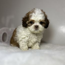 Love - Cream and white female Shih Tzu puppy in Boston, Massachusetts from London's puppies