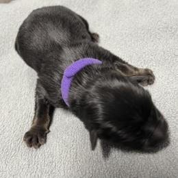 Girl 2 purple - Black and tan female German Shepherd puppy in Sharon Grove, Kentucky from Julie’s Shepherds